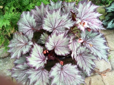 B. ‘Pink Diamonds’